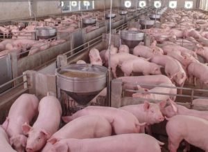 1776976706_suinos-abate.jpg