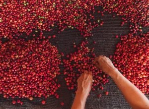 Acre anuncia finalistas do 2º Concurso de Qualidade do Café Robusta Amazônico - Diário do Acre