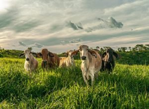 Risco de perder sua fazenda A renegociação das dívidas pode salvar seu legado