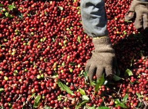 Safra de café para 2024 é estimada em 54,79 milhões de sacas, com leve queda devido a condições climáticas