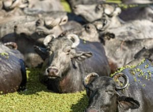 bufalos-fazenda-mironga-mc_abr_01102025-6.jpg