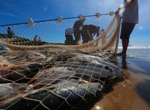 pesca-litoral-catarinense.jpg
